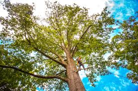 How Our Tree Care Process Works  in  Great Neck, NY