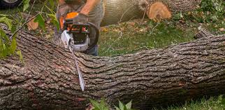 Tree and Shrub Care in Great Neck, NY