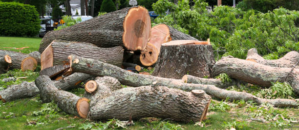 Best Tree Disease Treatment  in Great Neck, NY