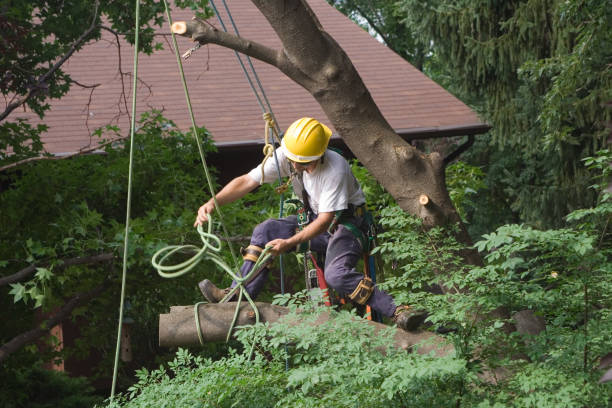 Lawn Irrigation Installation and Maintenance in Great Neck, NY